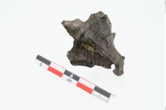 Foto von Meeresschneckengehäuse (NHMW-PRAE-025447)